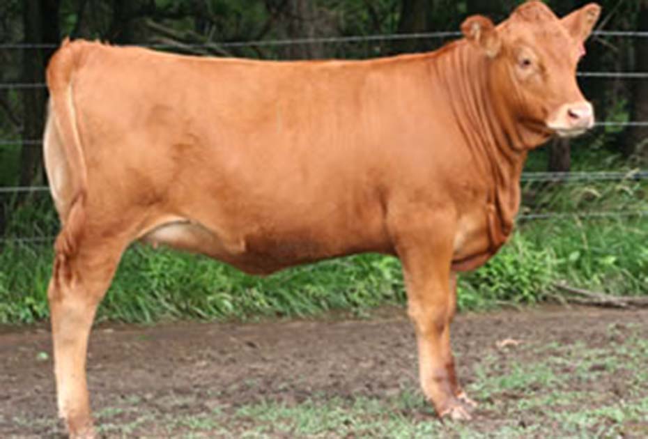 redangus_fl06_one