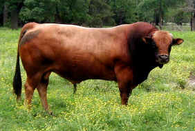 E204w ExtraPowerful
