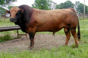 E517A ExtraStout