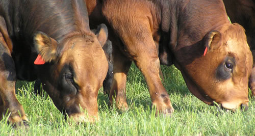 bullsgrazing