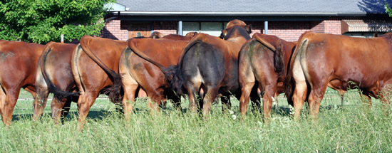 JoplinLivestockAdColor_0809_LinesTight