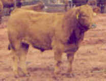 Purebred Tarentaise Steer in the Feedlot