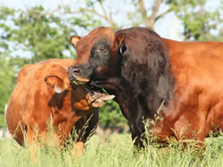 p62g_cowlick_62007_400