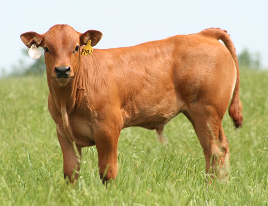 s19p_bull_2_53108