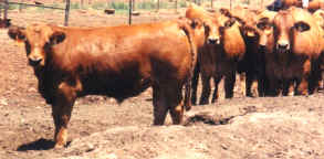 Purebred Tarentaise Steers