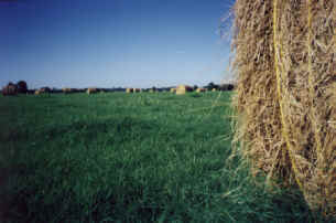 Best hay crop EVER and still growing that Bermuda!