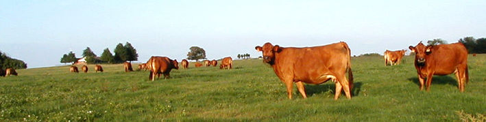 Fall 2001 Calving Cows