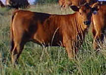 G72Z calf