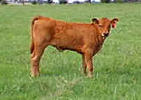 G81A calf