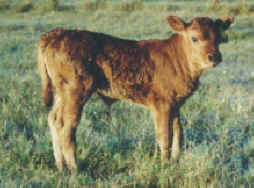 Newborn baby