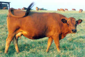 Cow, Summer 98
