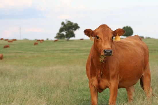 fallcalving_09