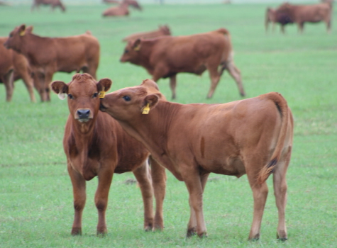 green_calves_bermudameadow_sept08