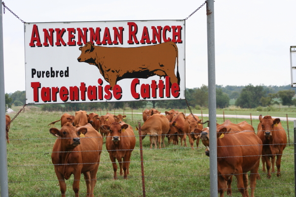 green_heifers_sept08