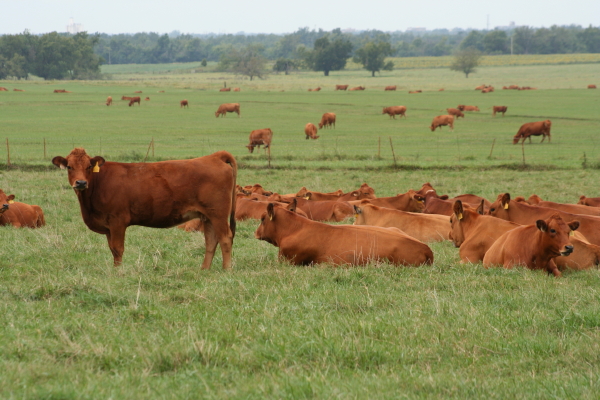 green_heifersandcows_bermudameadow_sept08