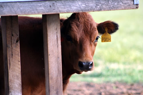 heiferbehindmineralfeeder