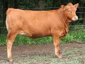 redangus_fl06_one