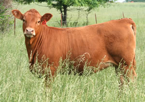 redangus_fl06_p236h