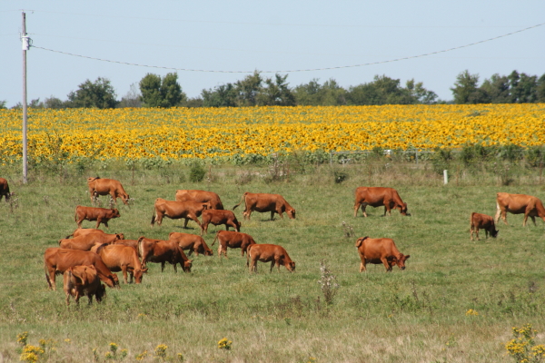 sunflowergrazing