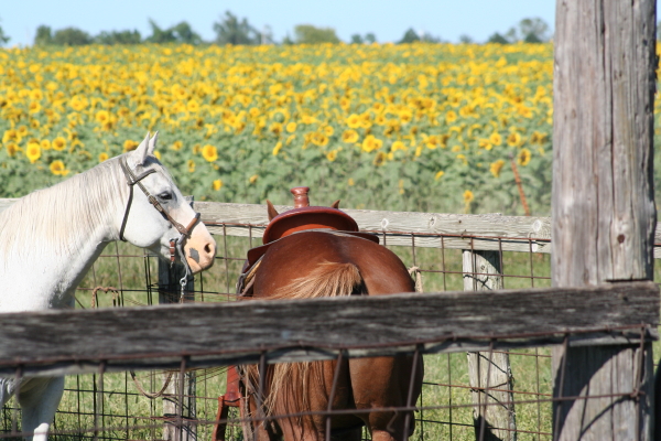 sunflowerhorses