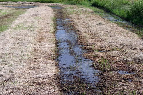 haying_june07_waterhay